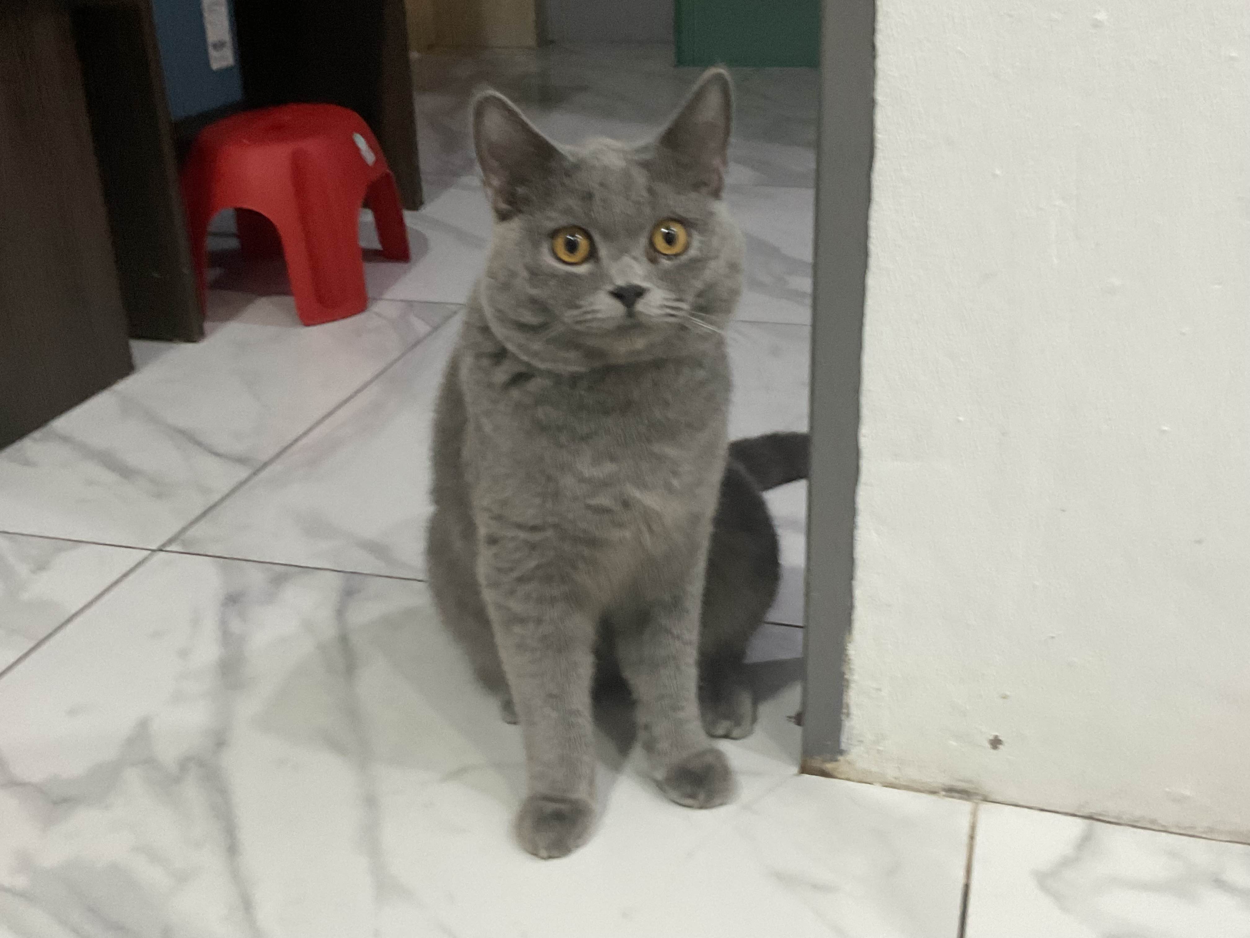 a gray cat sitting