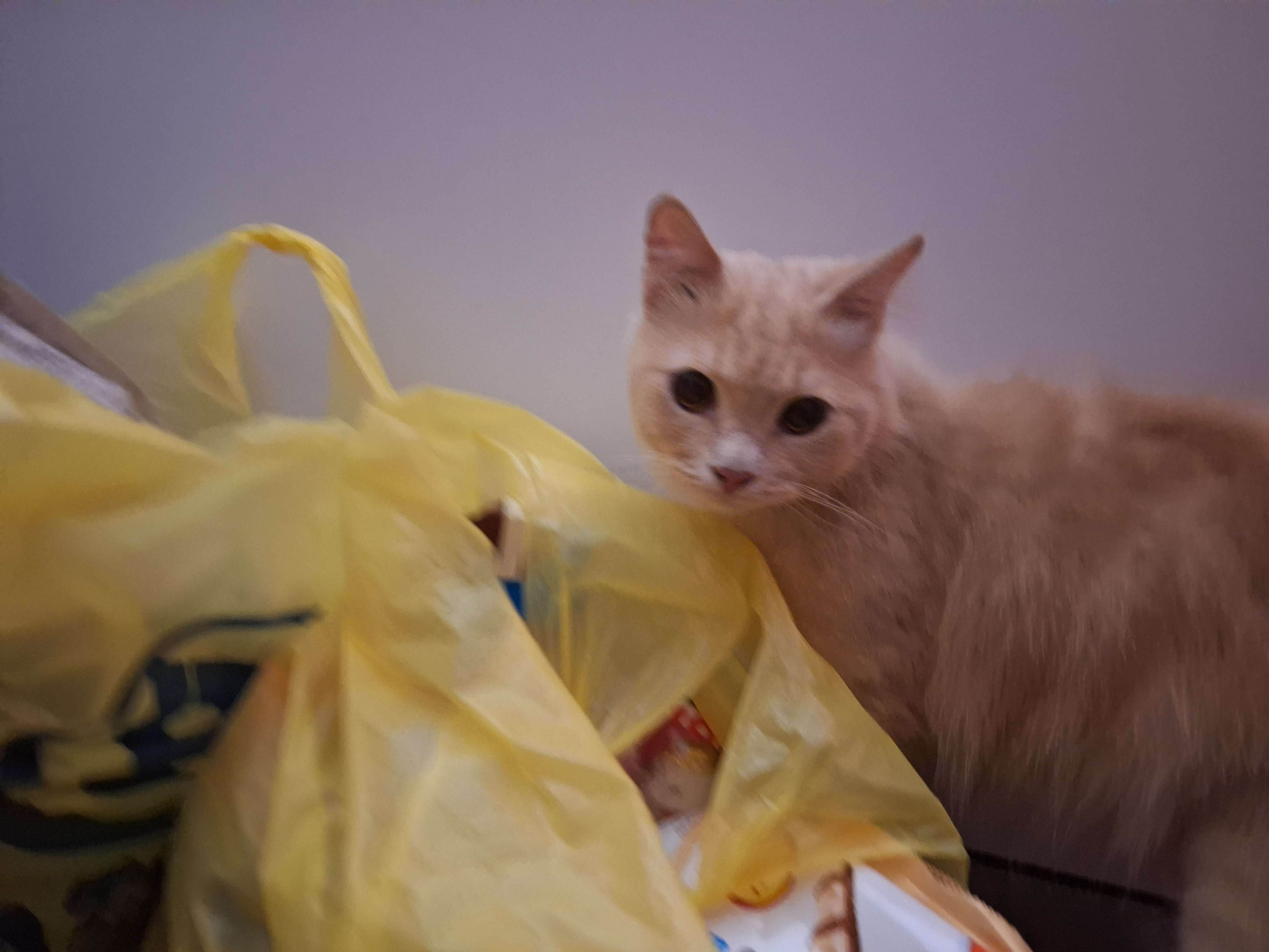 an orange cat being curious